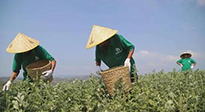 宛“艾”將熟！一株野草長成南陽百億產(chǎn)業(yè)帶 | 極刻